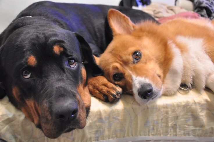 two dogs laying next to each other on a bed