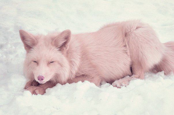 a white dog laying in the snow with its eyes closed and it's tongue out