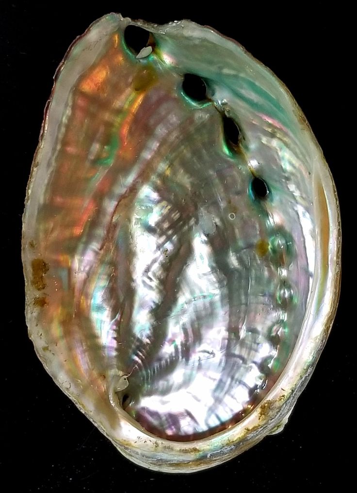 an abana shell on a black background