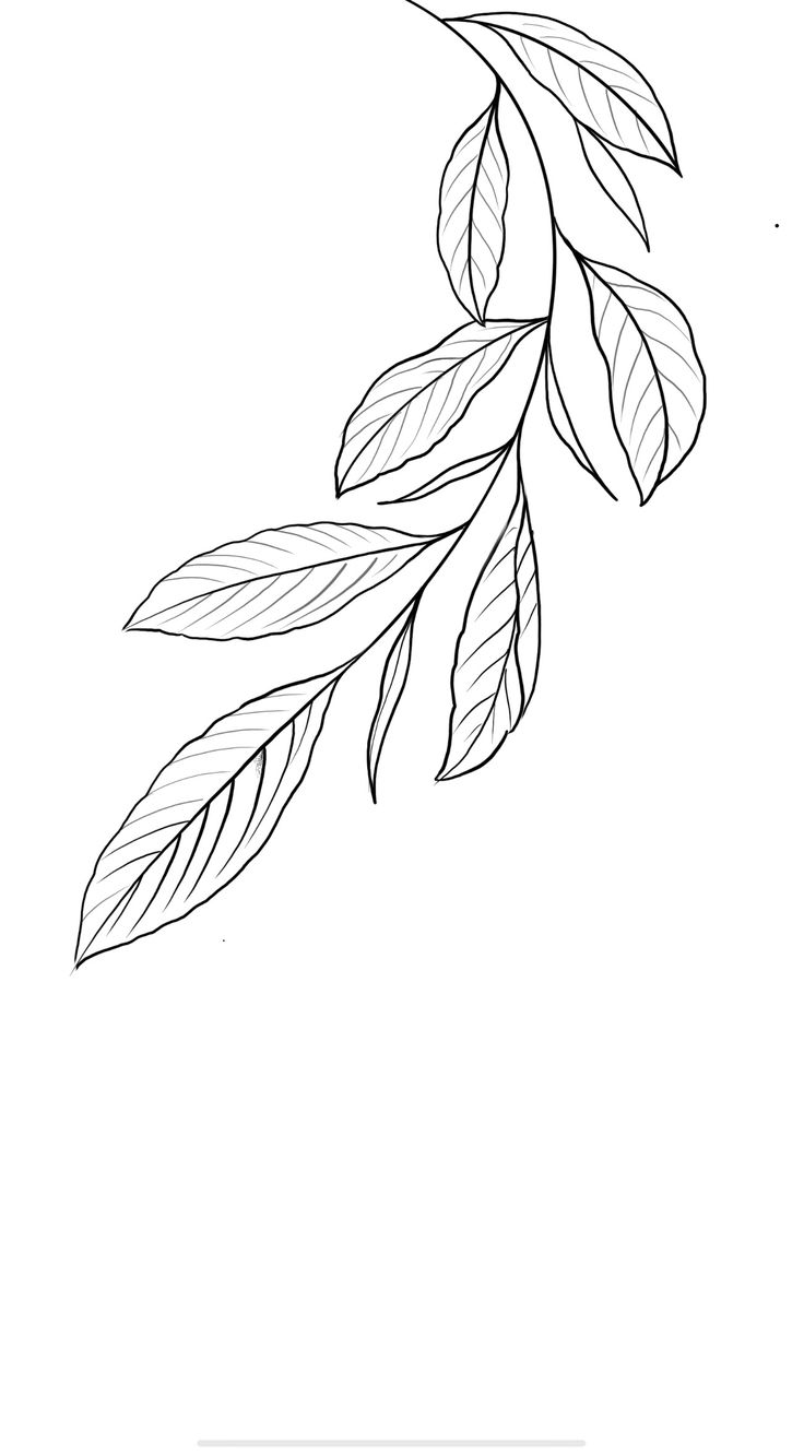 a black and white drawing of an olive branch