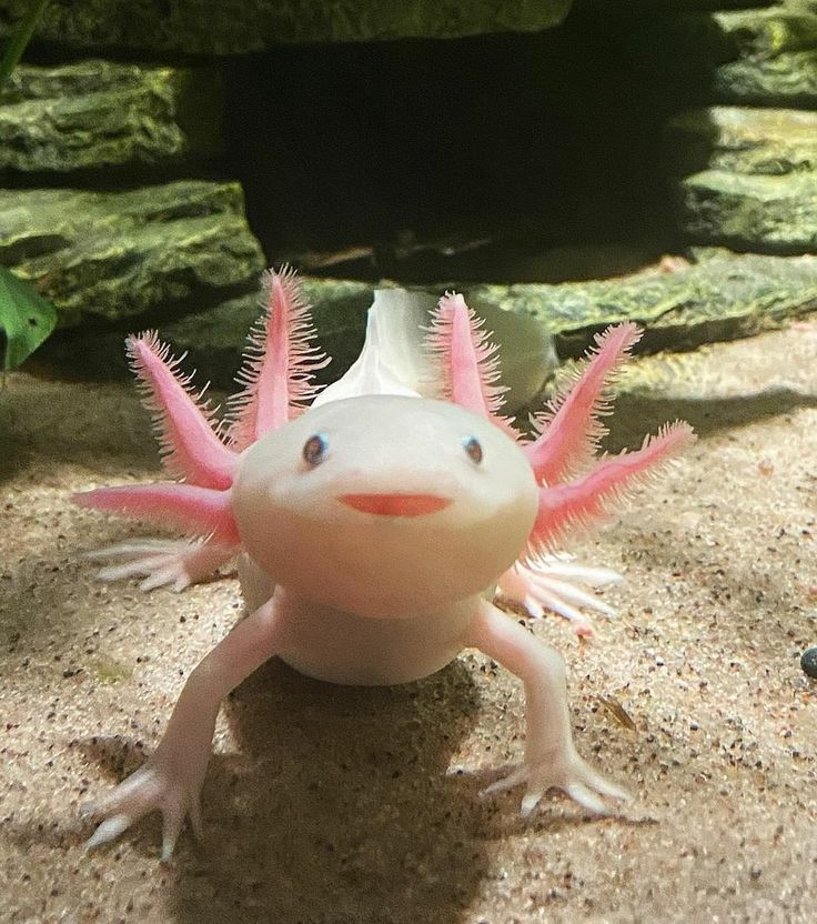 a white and pink gecko is sitting in the sand