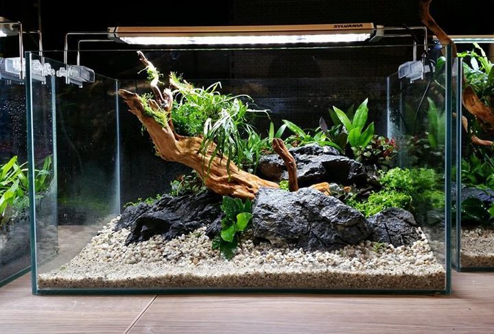 an aquarium with plants and rocks in it