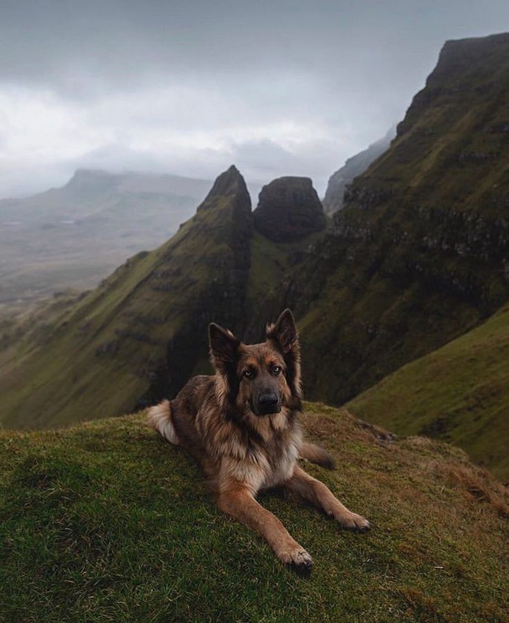 a dog laying on top of a lush green hillside covered in grass next to mountains