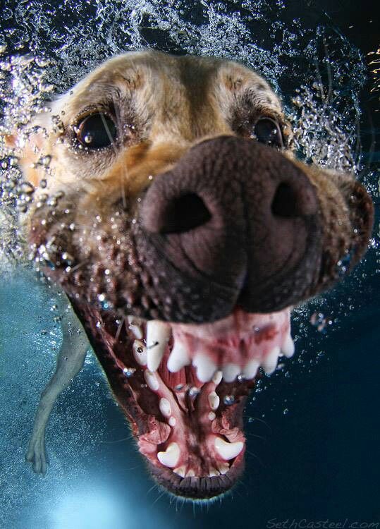 a dog is swimming in the water with its mouth open