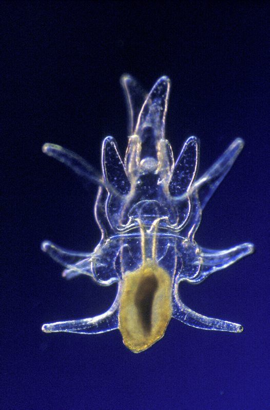 a close up view of an insect's head and body