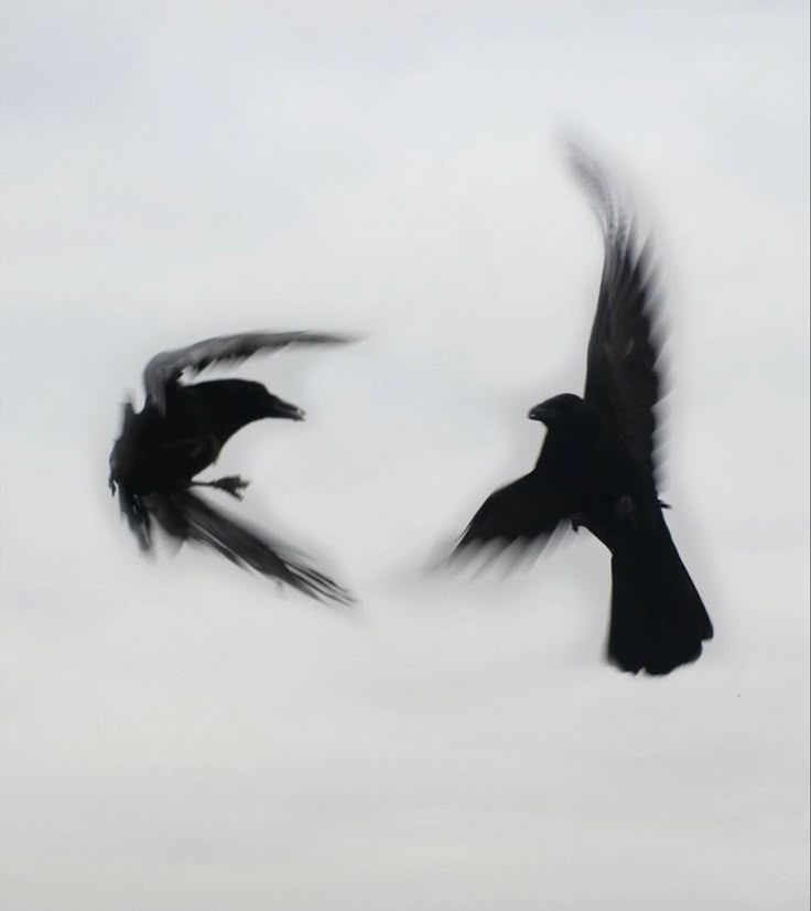 two black birds are flying in the sky