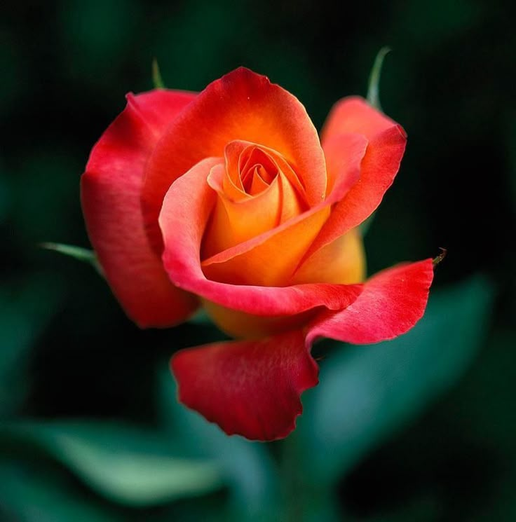 an orange and red rose with green leaves