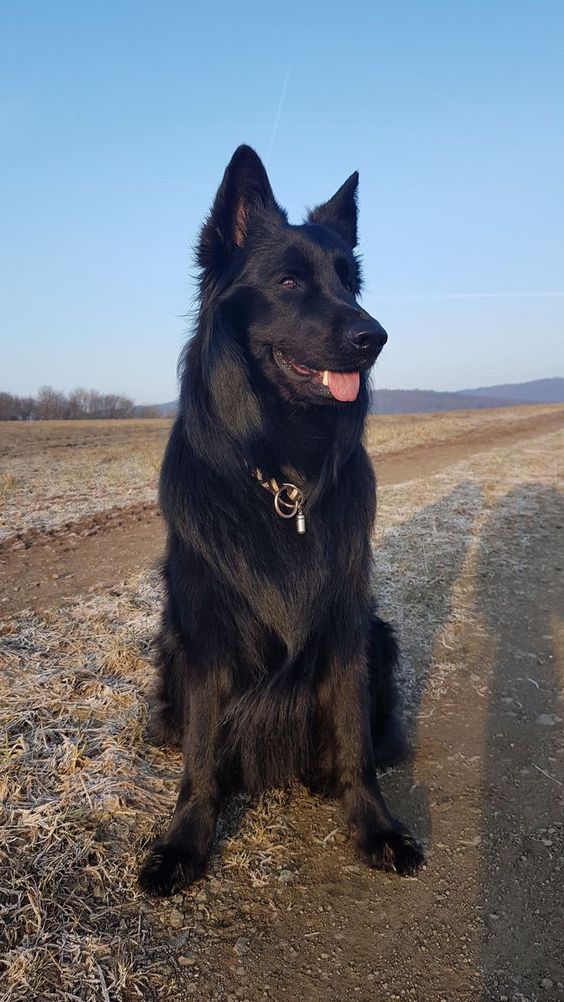 a large black dog sitting on top of a dirt road next to a dry grass field