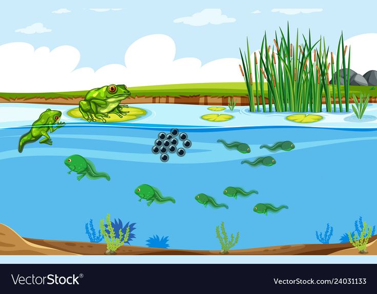 the frog is swimming in the pond