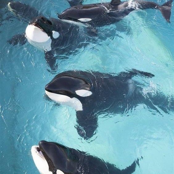 several orca whales swimming in the water together, with one looking at the camera