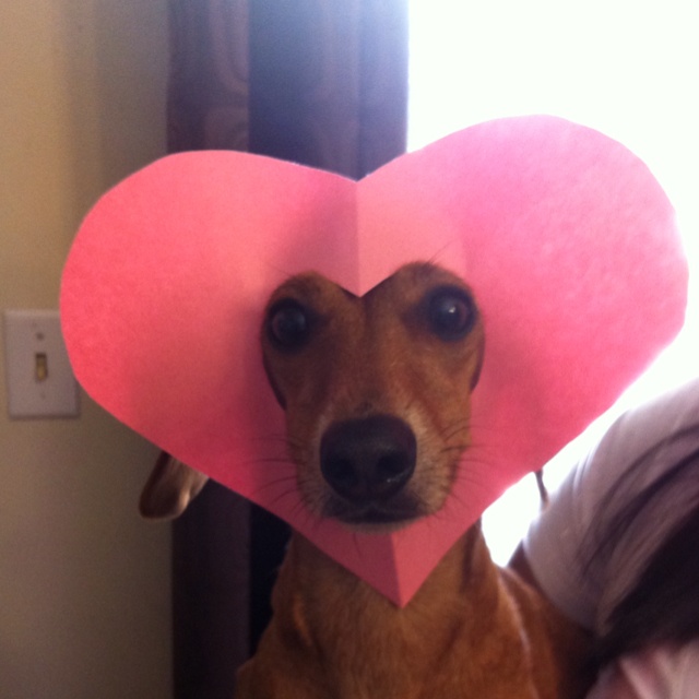 a dog with a heart shaped paper on its head