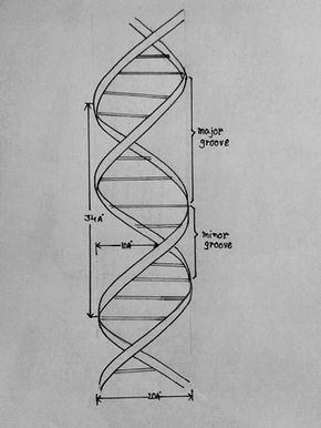 a drawing of a spiral - shaped structure with measurements for the top and bottom sections