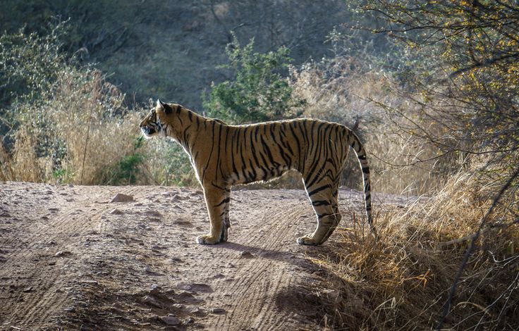 a tiger standing on the side of a dirt road next to bushes and trees,