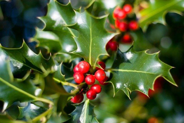 holly with red berries and green leaves