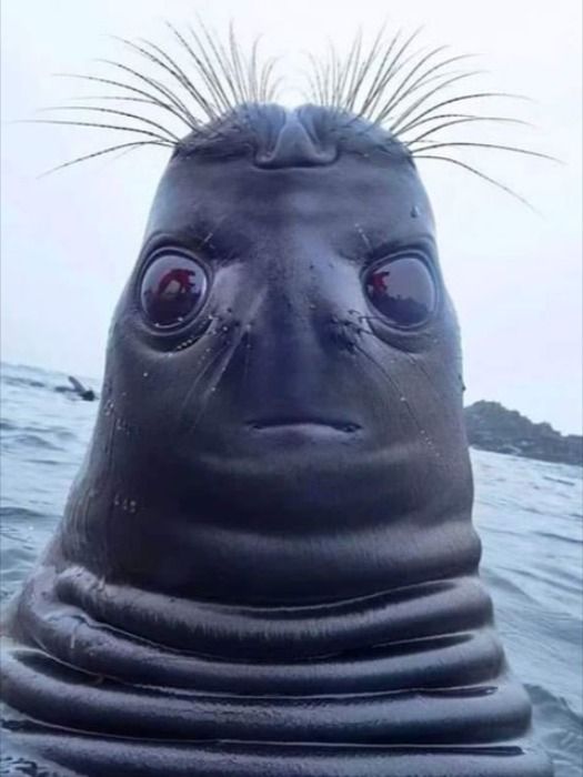 a close up of a seal in the water with its eyes open and hair sticking out