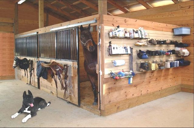 there is a horse in the stall and a dog laying on the floor next to it