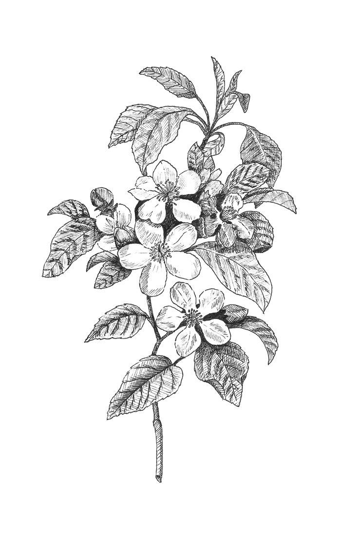 an ink drawing of a branch with leaves and flowers on it, against a white background