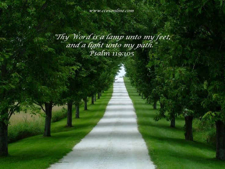 the road is lined with trees and grass