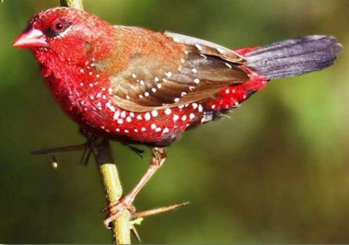 a red bird with white spots sitting on a branch in front of green leaves and grass