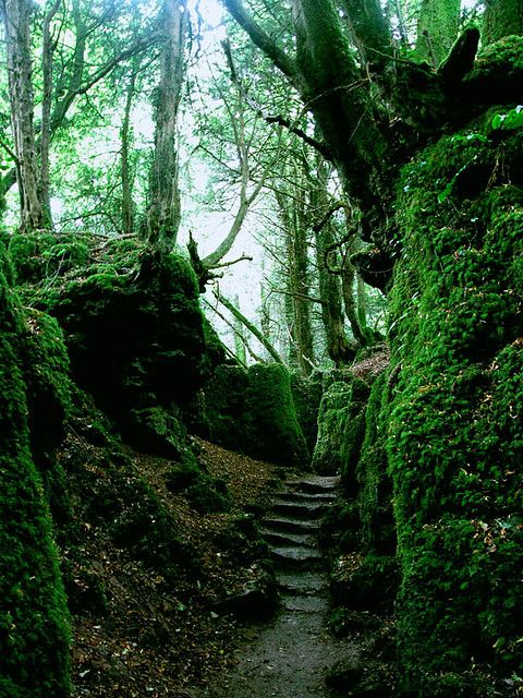 a path in the woods with moss growing on it's sides and steps leading up to them