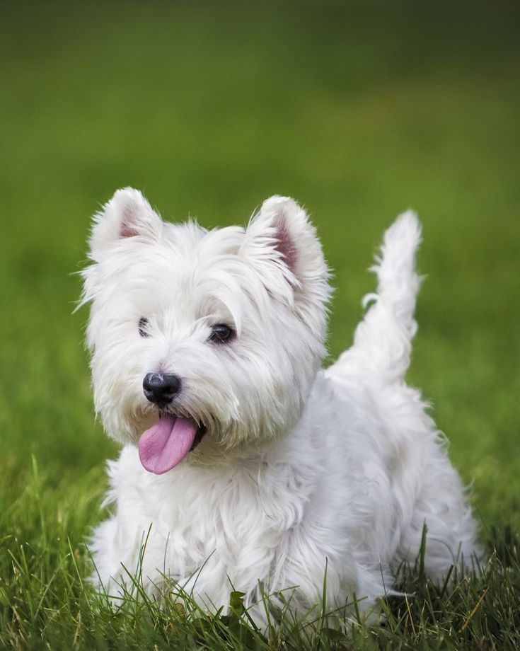 a small white dog laying in the grass with its tongue out and it's tongue hanging out