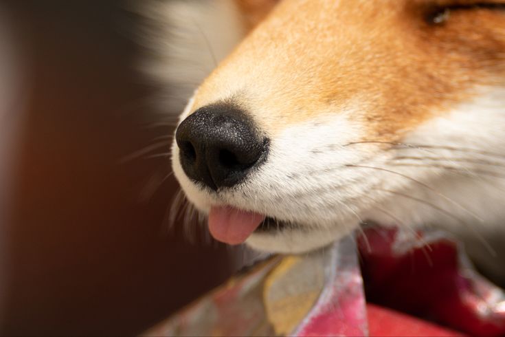 a close up of a dog's face with its tongue out and his eyes closed