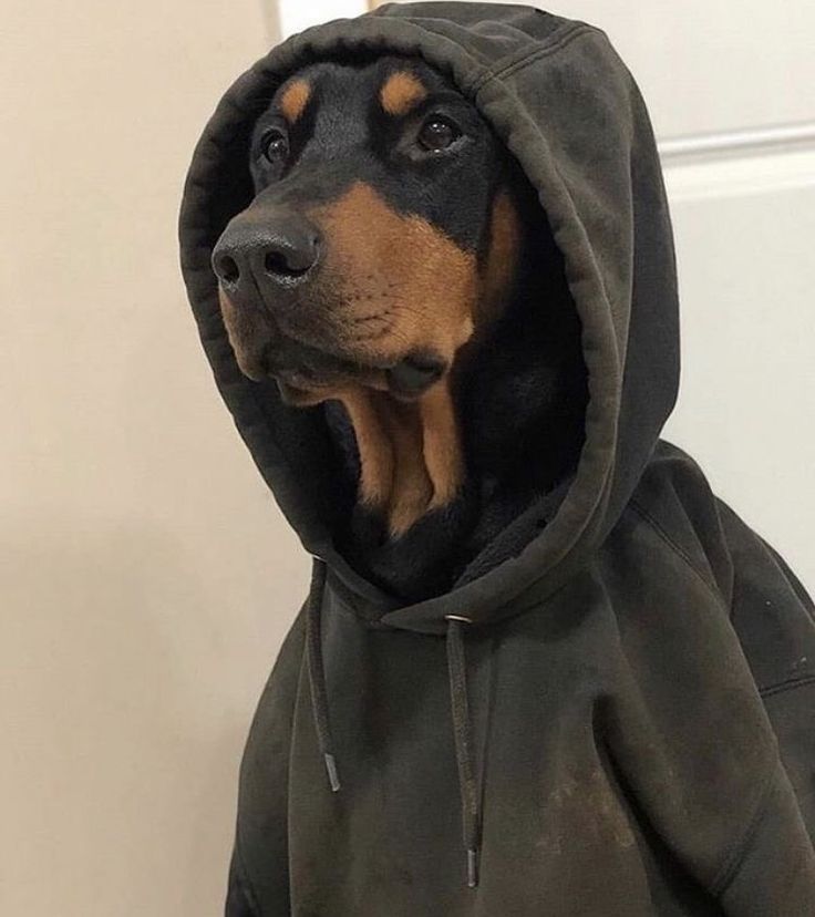 a black and brown dog wearing a hoodie