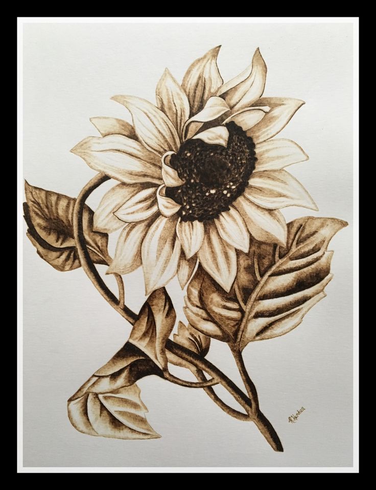 Pyrography on paper. sunflower art. Skull Sunflower Drawing, Wood Burn Sunflower, Pyrography On Paper, Pyrography Art Ideas, Pyrography Art Woodburning, Sunflower Pyrography, Flower Pyrography, Pyrography Flowers, Pyrography Ideas