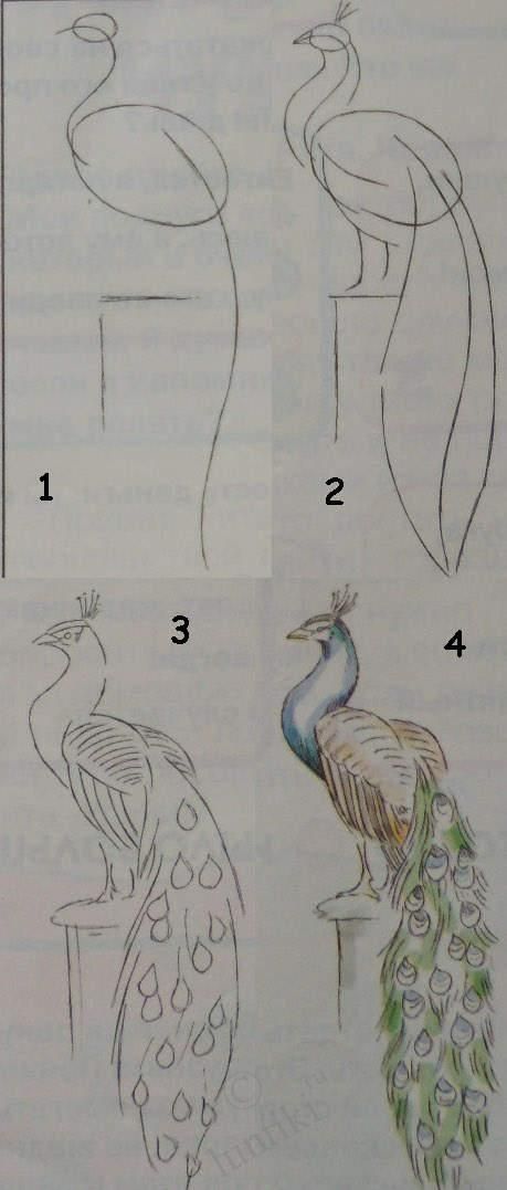 four different types of peacocks are shown in this drawing book, and each one has its own name on it