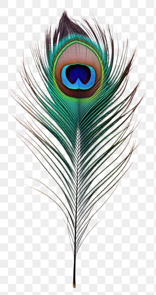 a blue and green peacock feather on a white background, with no background png