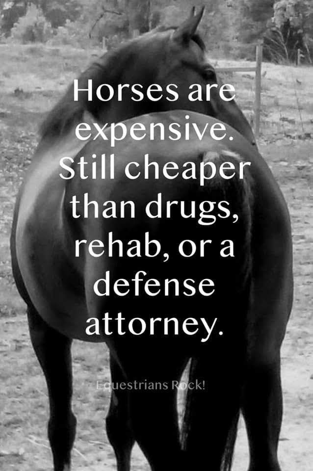 Horse Smiling, Sayings About Love, Equine Quotes, Horse Humor, Horse Quotes Funny, Horse Jokes, Inspirational Horse Quotes, Horse Riding Quotes, Riding Quotes