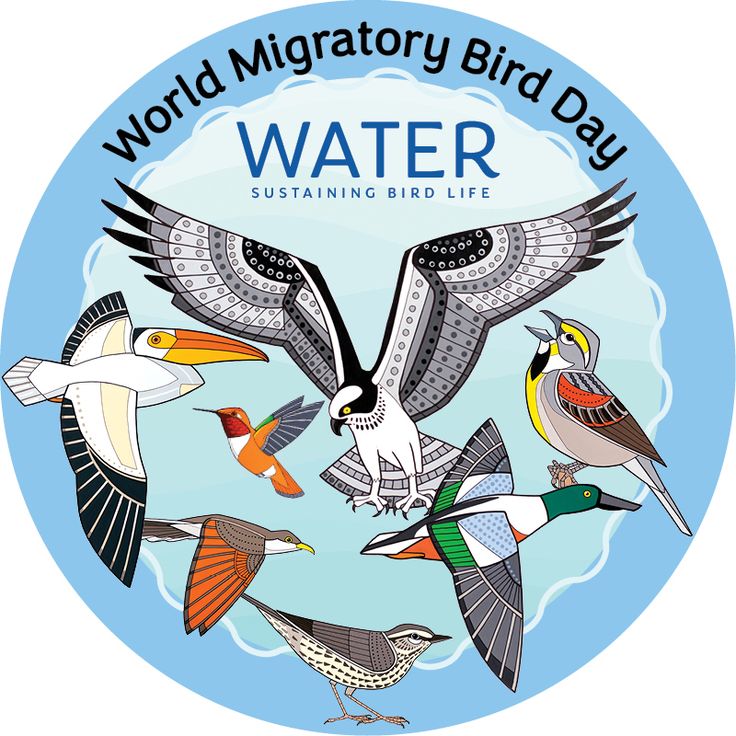 the logo for world migratory bird day with birds flying around and on top of each other