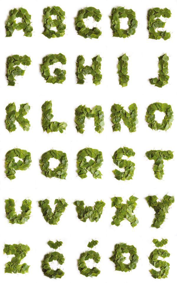 some type of alphabet made out of green leafy plants and letters on white background