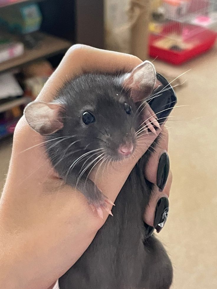 Pet Rats Cute, Animal Pfp Cute, Animal Wallpaper Cute, Animal Pics Funny, Rat Cute, Rats Cute, Rat Pet, Rattus Rattus, Cute Animal Pfp