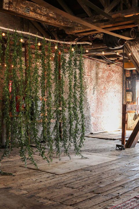 an instagram page with vines hanging from the ceiling and lights on the wall above it