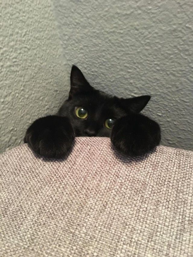 a black cat laying on top of a couch with it's eyes wide open