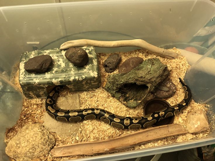 a snake in a plastic container with rocks and wood