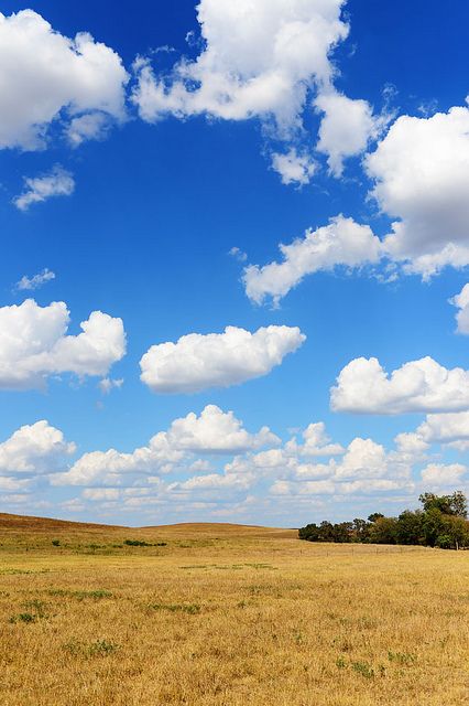 an open field with trees and clouds in the sky