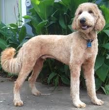 a tan poodle standing in front of some bushes