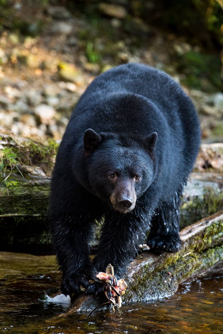 a black bear walking across a river next to a fallen tree branch with leaves in it's mouth