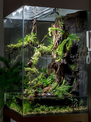 an aquarium filled with lots of plants and trees in it's display case,