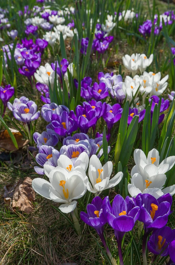 many purple and white flowers in the grass