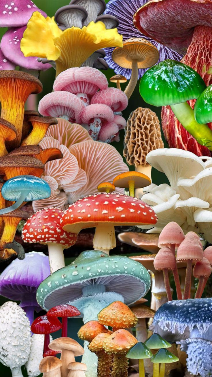 many different types of mushrooms are grouped together