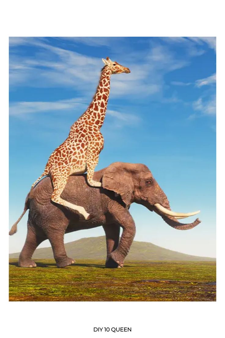 a giraffe riding on top of an elephant in the middle of a field