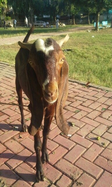 a brown goat standing on top of a brick walkway