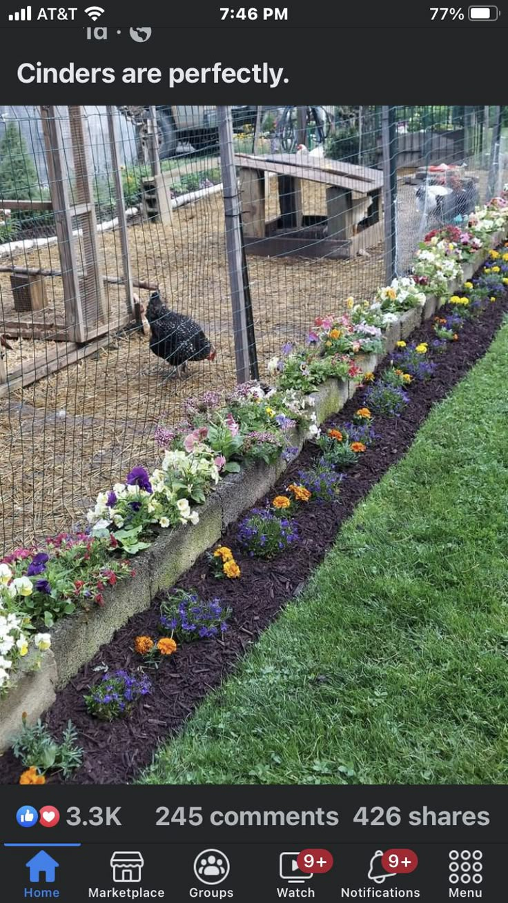 a chicken sitting in the middle of a flower bed next to a wire fence with flowers growing on it