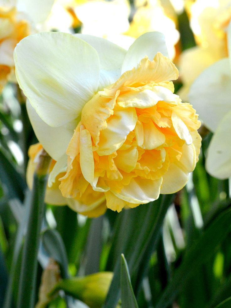 yellow and white flowers are blooming in the sun