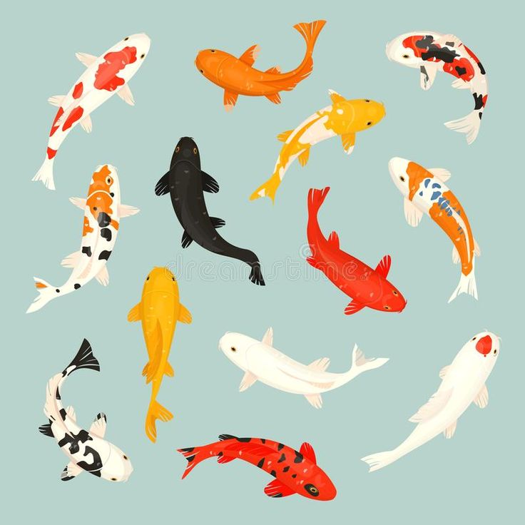 a group of fish that are swimming in the water and one is black, white, red, yellow and orange