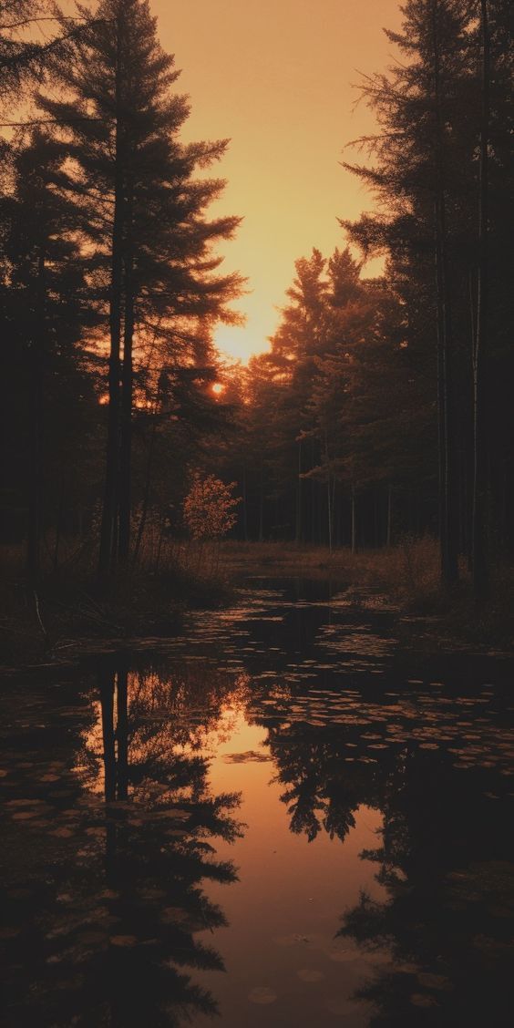 the sun is setting behind some trees in the woods, reflecting on the still water