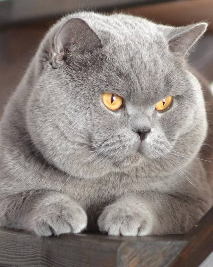 a gray cat sitting on top of a wooden table looking at the camera with yellow eyes